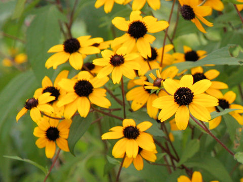 Rudbeckia triloba cv. Takao