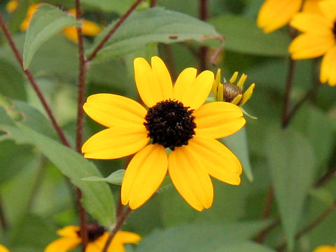 Rudbeckia triloba cv. Takao