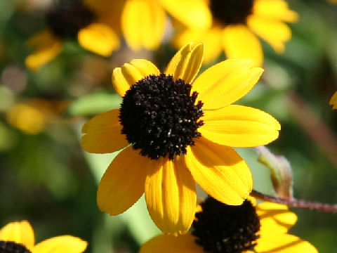 Rudbeckia triloba cv. Takao