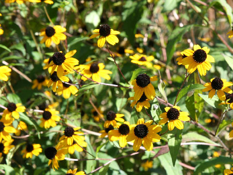 Rudbeckia triloba cv. Takao