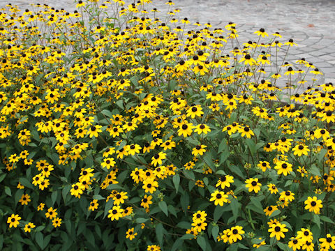 Rudbeckia triloba cv. Takao