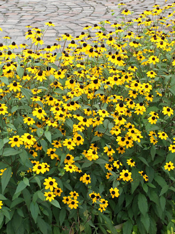 Rudbeckia triloba cv. Takao