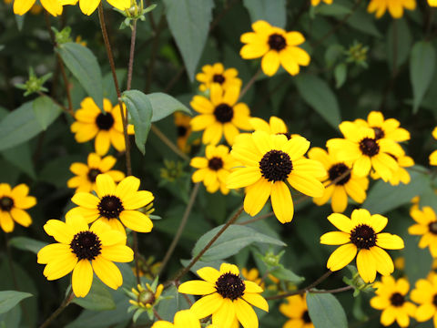 Rudbeckia triloba cv. Takao