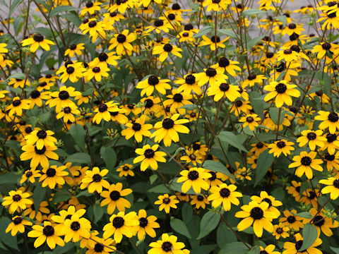 Rudbeckia triloba cv. Takao