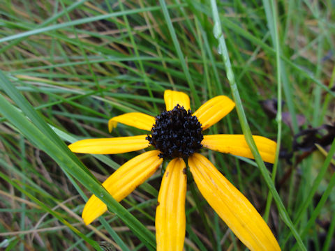 Rudbeckia triloba