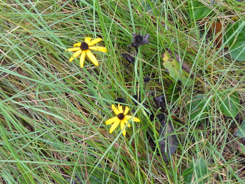 Rudbeckia triloba