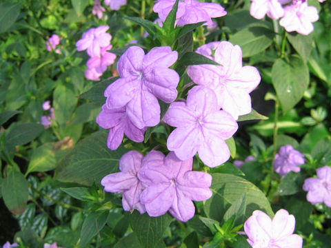 Ruellia barbillana