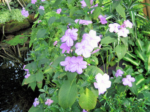 Ruellia barbillana