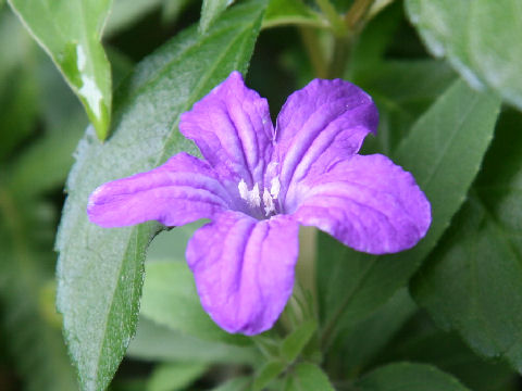 Ruellia caroliniensis ssp. ciliosa