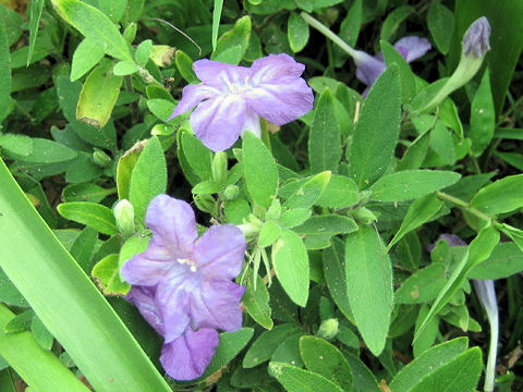 Ruellia caroliniensis ssp. ciliosa