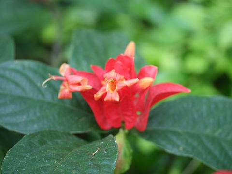 Ruellia colorata