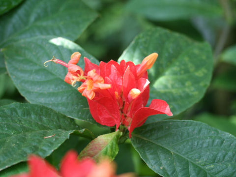 Ruellia colorata