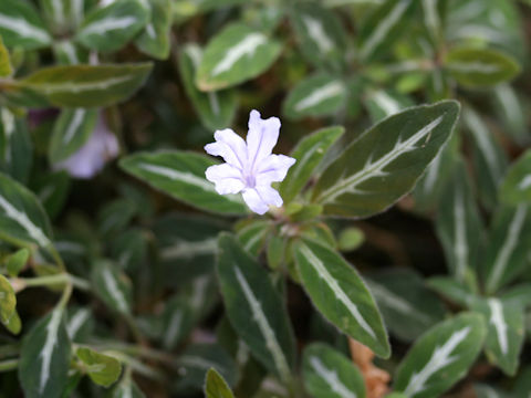 Ruellia devosiana