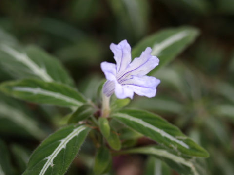 Ruellia devosiana