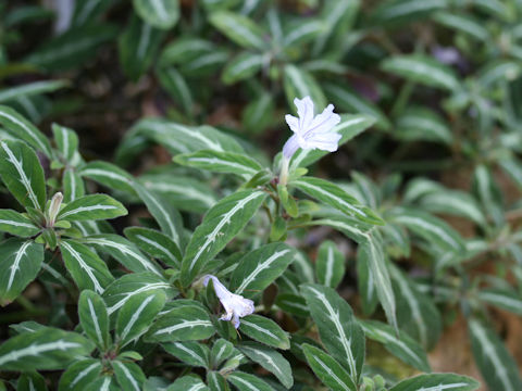 Ruellia devosiana