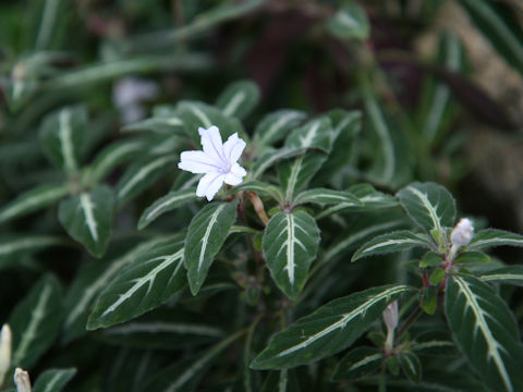 Ruellia devosiana