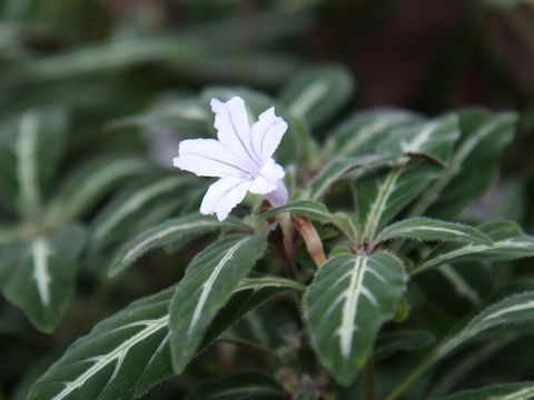 Ruellia devosiana