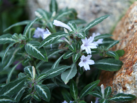 Ruellia devosiana