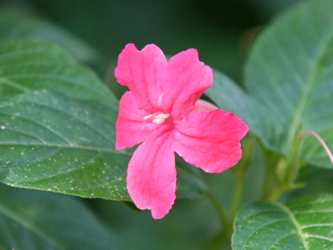 Ruellia elegans