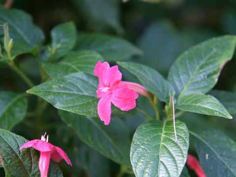 Ruellia elegans