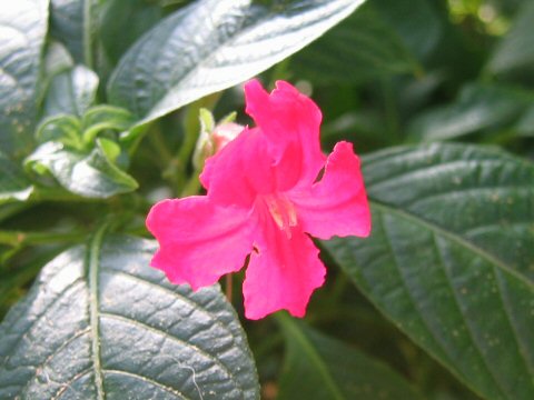 Ruellia elegans