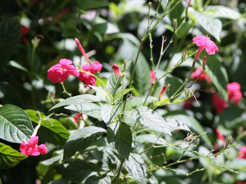 Ruellia elegans