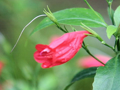 Ruellia graecizans