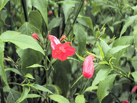 Ruellia graecizans