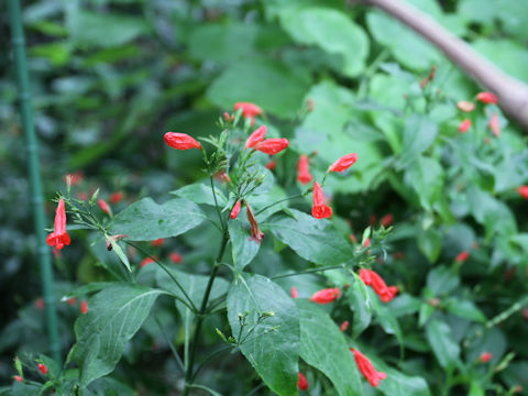 Ruellia graecizans