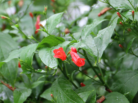 Ruellia graecizans