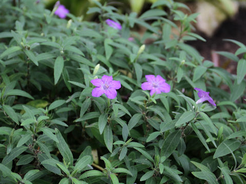 Ruellia humilis