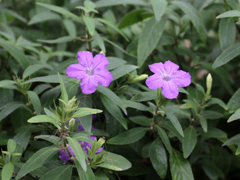 Ruellia humilis