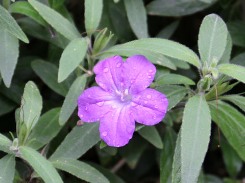 Ruellia humilis