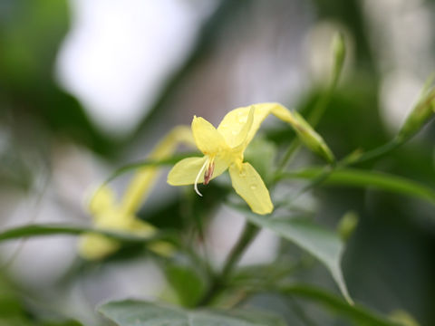 Ruellia macrophylla var. lutea