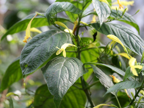 Ruellia macrophylla var. lutea