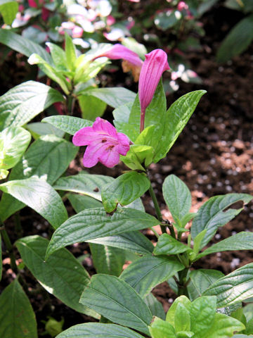 Ruellia macrantha