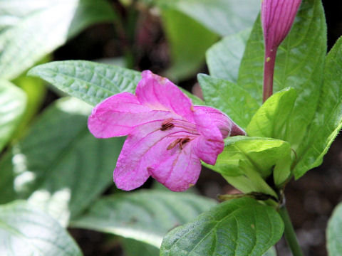 Ruellia macrantha