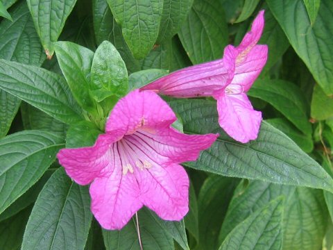 Ruellia macrantha