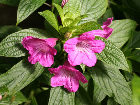 Ruellia macrantha