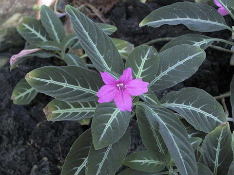 Ruellia makoyana