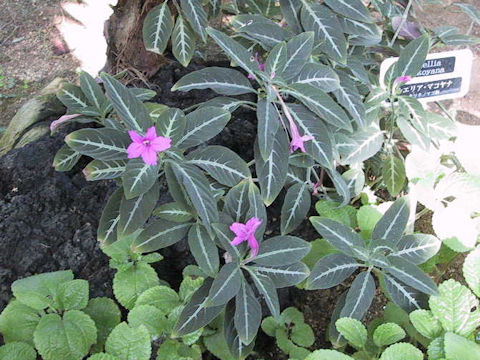 Ruellia makoyana