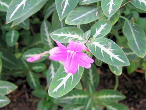 Ruellia makoyana