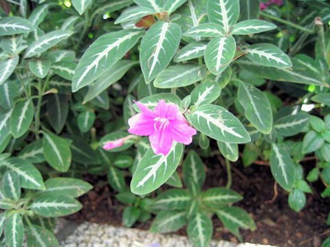 Ruellia makoyana