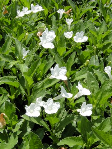 Ruellia metzae