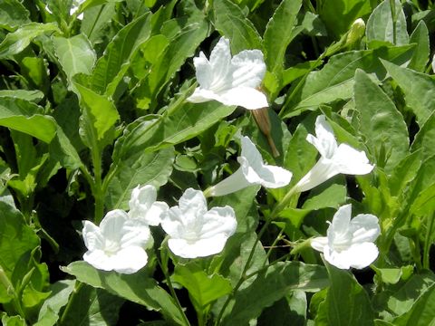 Ruellia metzae