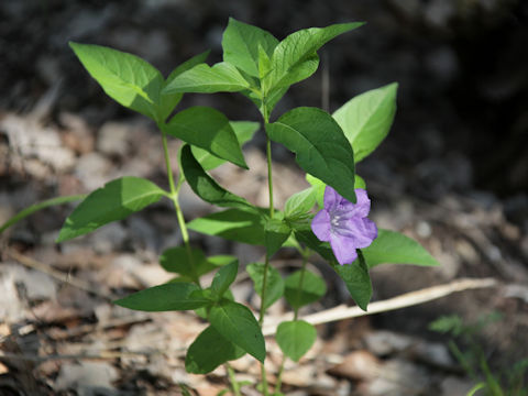 Ruellia pedunculata