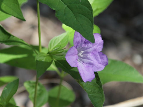 Ruellia pedunculata