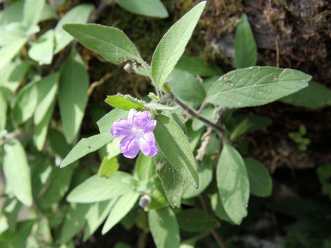 Ruellia squarrosa