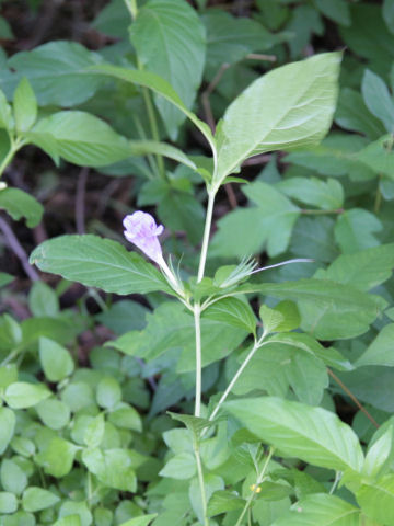 Ruellia strepens