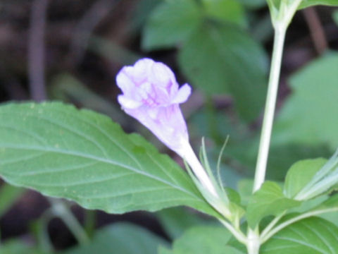 Ruellia strepens